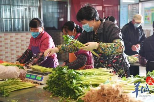 广州市民莫慌!南沙每日供应新鲜蔬菜478吨